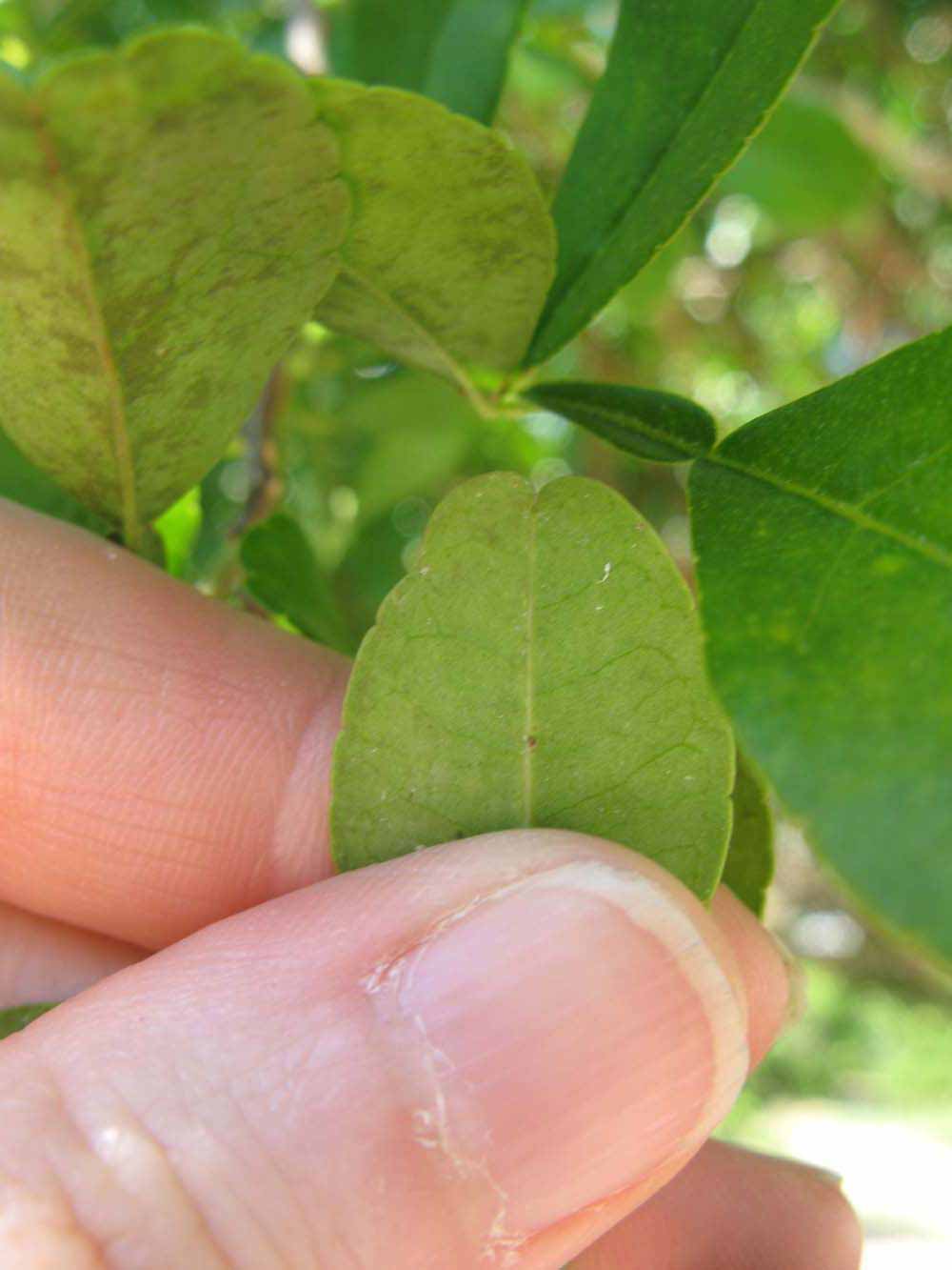            Margin (Winter Haven, FL)   